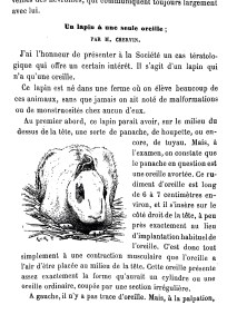 Un lapin à une seule oreille