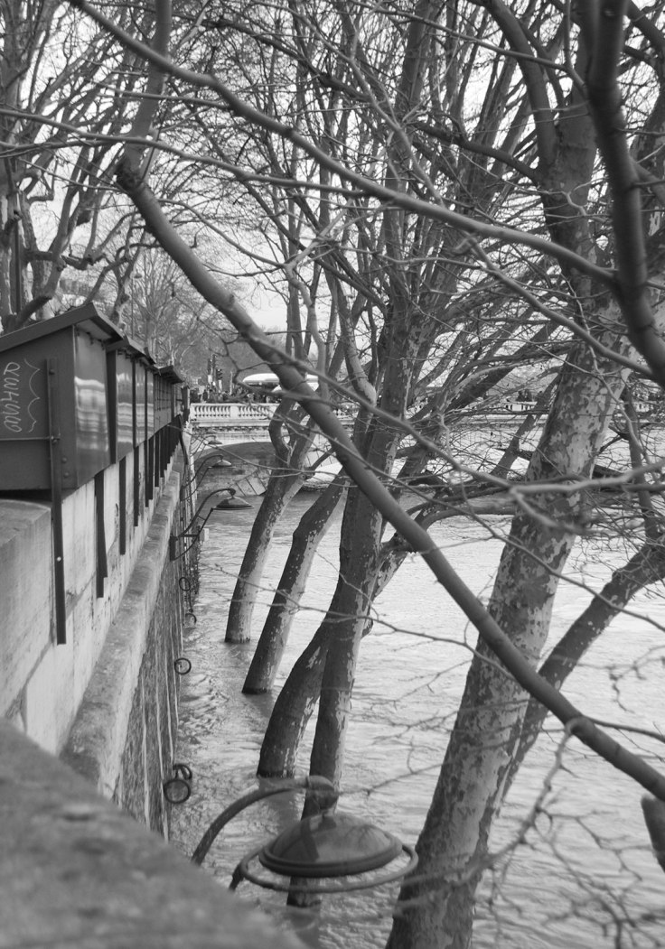 ballet.arbres.aquatiques